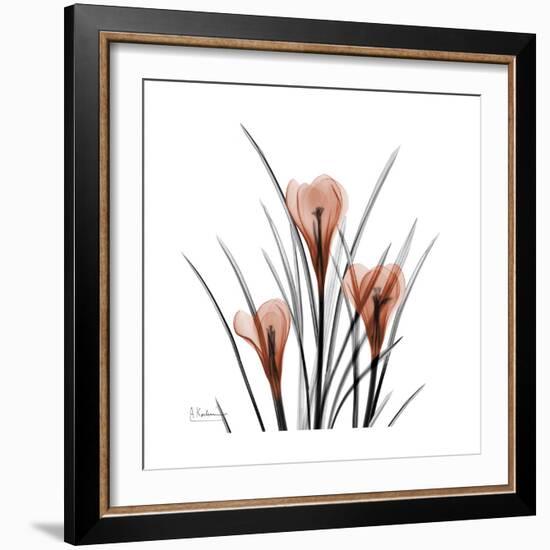 Crocus Portrait-Albert Koetsier-Framed Premium Giclee Print