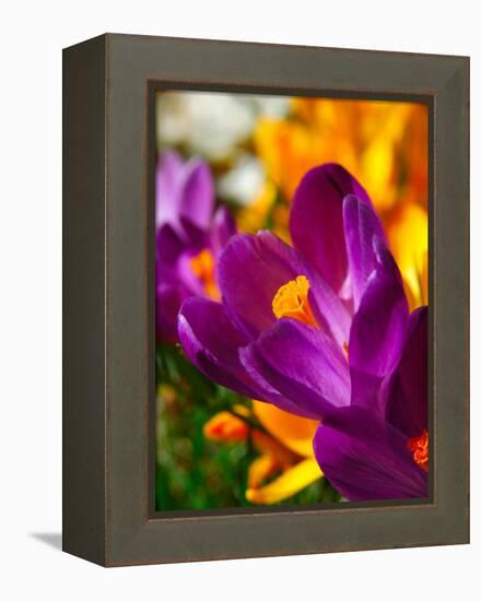 Crocus, Reading, Massachusetts, USA-Lisa S. Engelbrecht-Framed Premier Image Canvas