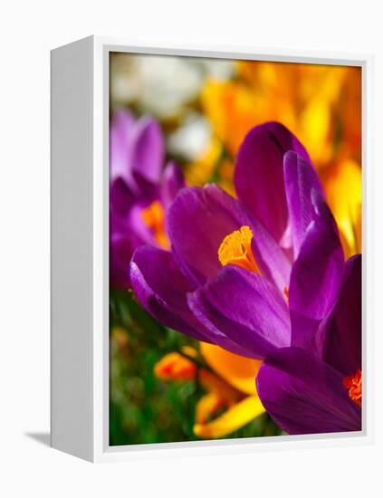 Crocus, Reading, Massachusetts, USA-Lisa S. Engelbrecht-Framed Premier Image Canvas