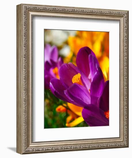 Crocus, Reading, Massachusetts, USA-Lisa S. Engelbrecht-Framed Photographic Print