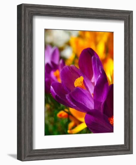 Crocus, Reading, Massachusetts, USA-Lisa S. Engelbrecht-Framed Photographic Print