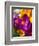 Crocus, Reading, Massachusetts, USA-Lisa S. Engelbrecht-Framed Photographic Print