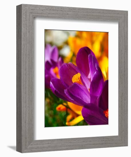 Crocus, Reading, Massachusetts, USA-Lisa S. Engelbrecht-Framed Photographic Print