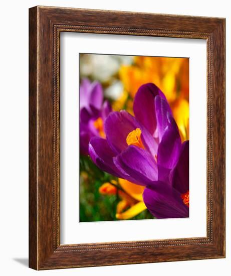 Crocus, Reading, Massachusetts, USA-Lisa S. Engelbrecht-Framed Photographic Print