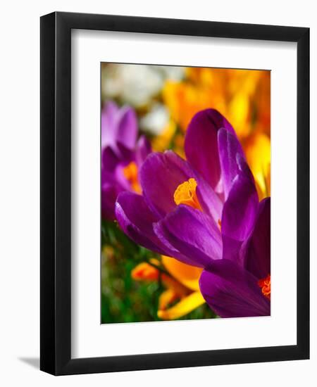 Crocus, Reading, Massachusetts, USA-Lisa S. Engelbrecht-Framed Photographic Print