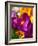 Crocus, Reading, Massachusetts, USA-Lisa S. Engelbrecht-Framed Photographic Print