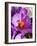 Crocus, Reading, Massachusetts-Lisa S. Engelbrecht-Framed Photographic Print