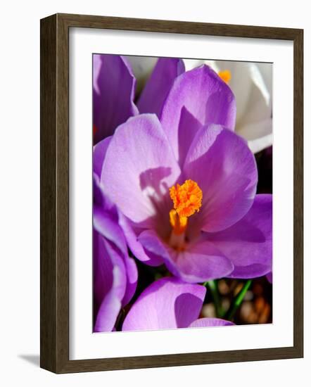 Crocus, Reading, Massachusetts-Lisa S. Engelbrecht-Framed Photographic Print