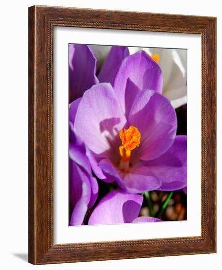 Crocus, Reading, Massachusetts-Lisa S. Engelbrecht-Framed Photographic Print