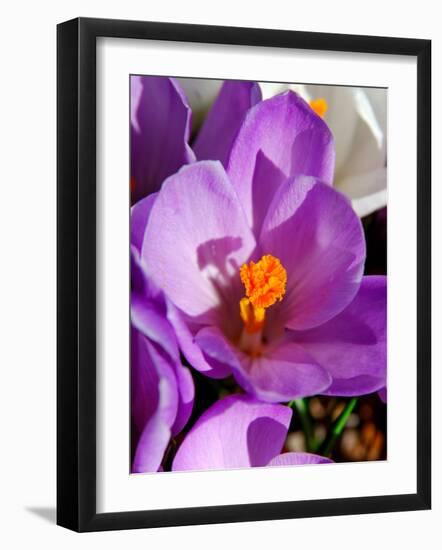 Crocus, Reading, Massachusetts-Lisa S. Engelbrecht-Framed Photographic Print