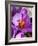 Crocus, Reading, Massachusetts-Lisa S. Engelbrecht-Framed Photographic Print