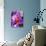 Crocus, Reading, Massachusetts-Lisa S. Engelbrecht-Photographic Print displayed on a wall