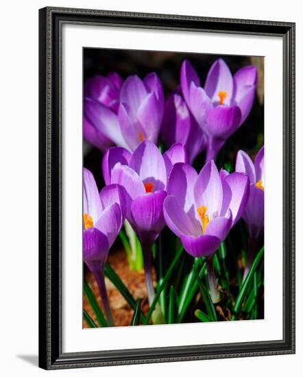 Crocus, Reading, Massachusetts-Lisa S. Engelbrecht-Framed Photographic Print