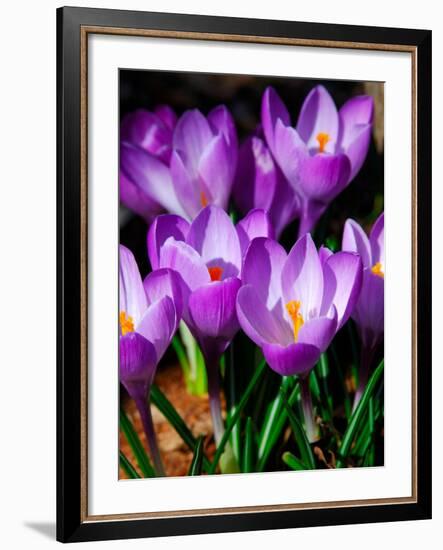 Crocus, Reading, Massachusetts-Lisa S. Engelbrecht-Framed Photographic Print