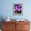 Crocus, Reading, Massachusetts-Lisa S. Engelbrecht-Framed Photographic Print displayed on a wall