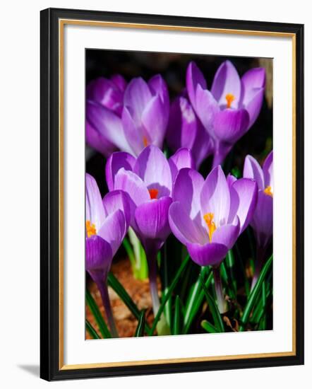 Crocus, Reading, Massachusetts-Lisa S. Engelbrecht-Framed Photographic Print