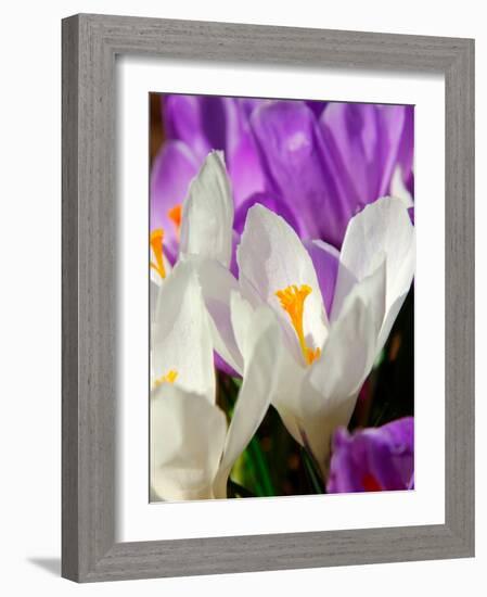 Crocus, Reading, Massachusetts-Lisa S. Engelbrecht-Framed Photographic Print