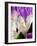 Crocus, Reading, Massachusetts-Lisa S. Engelbrecht-Framed Photographic Print