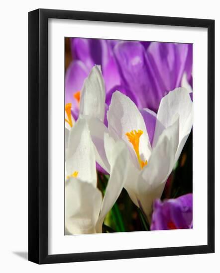 Crocus, Reading, Massachusetts-Lisa S. Engelbrecht-Framed Photographic Print