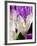 Crocus, Reading, Massachusetts-Lisa S. Engelbrecht-Framed Photographic Print