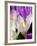 Crocus, Reading, Massachusetts-Lisa S. Engelbrecht-Framed Photographic Print