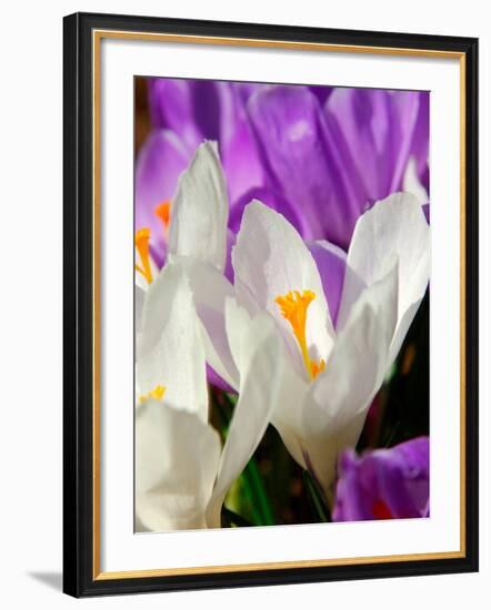 Crocus, Reading, Massachusetts-Lisa S. Engelbrecht-Framed Photographic Print