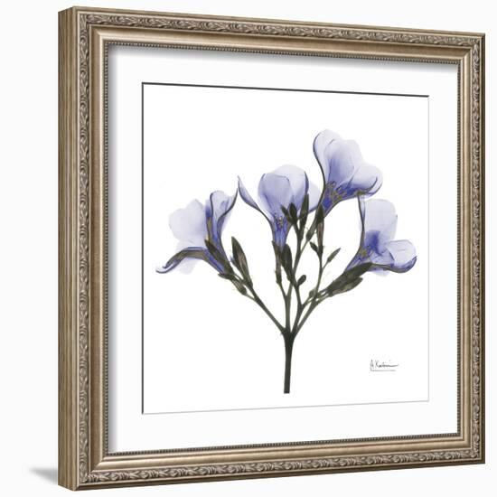 Crocus's in Purple-Albert Koetsier-Framed Art Print