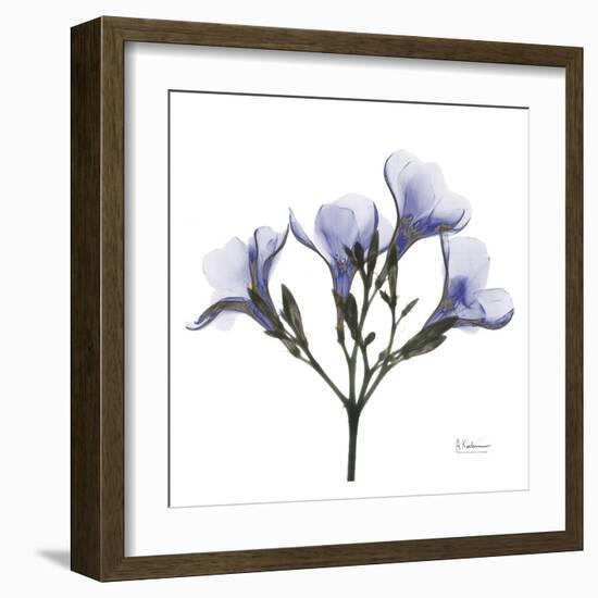 Crocus's in Purple-Albert Koetsier-Framed Art Print