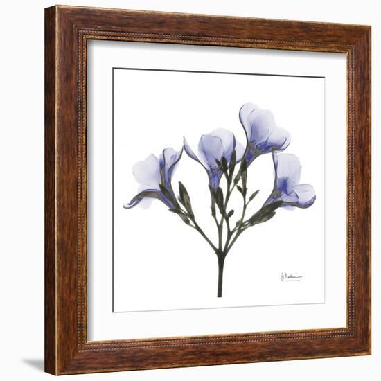 Crocus's in Purple-Albert Koetsier-Framed Art Print