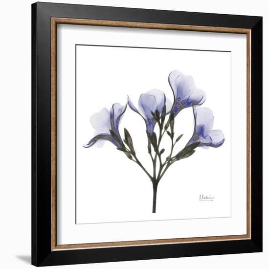 Crocus's in Purple-Albert Koetsier-Framed Art Print