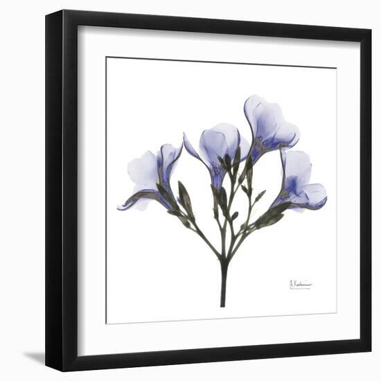 Crocus's in Purple-Albert Koetsier-Framed Art Print