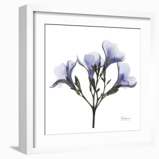 Crocus's in Purple-Albert Koetsier-Framed Art Print