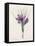 Crocus Sativus (Coloured Engraving)-Pierre-Joseph Redouté-Framed Premier Image Canvas