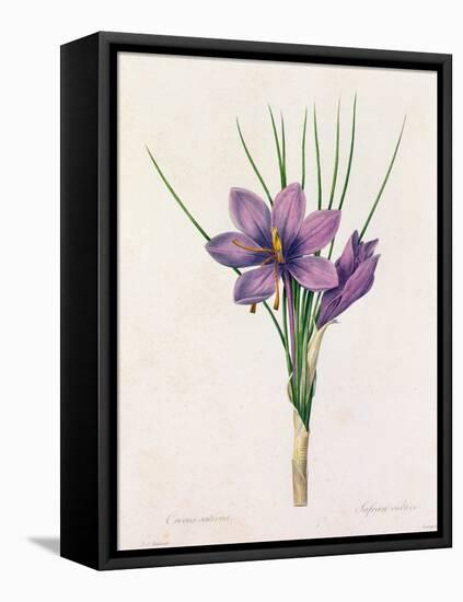 Crocus Sativus (Coloured Engraving)-Pierre-Joseph Redouté-Framed Premier Image Canvas