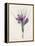 Crocus Sativus (Coloured Engraving)-Pierre-Joseph Redouté-Framed Premier Image Canvas