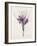 Crocus Sativus (Coloured Engraving)-Pierre-Joseph Redouté-Framed Giclee Print