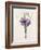 Crocus Sativus (Coloured Engraving)-Pierre-Joseph Redouté-Framed Giclee Print