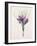 Crocus Sativus (Coloured Engraving)-Pierre-Joseph Redouté-Framed Giclee Print