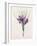 Crocus Sativus (Coloured Engraving)-Pierre-Joseph Redouté-Framed Giclee Print