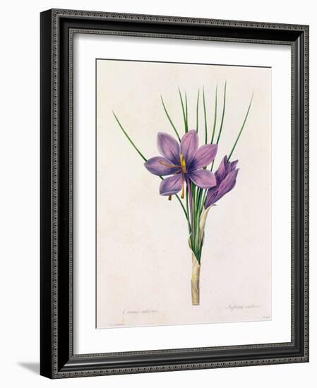 Crocus Sativus (Coloured Engraving)-Pierre-Joseph Redouté-Framed Giclee Print