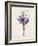 Crocus Sativus (Coloured Engraving)-Pierre-Joseph Redouté-Framed Giclee Print