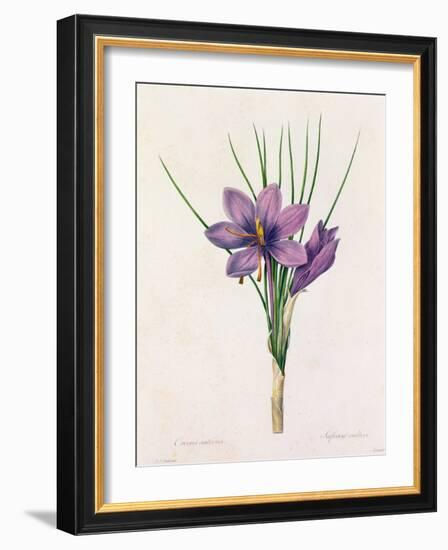 Crocus Sativus (Coloured Engraving)-Pierre-Joseph Redouté-Framed Giclee Print