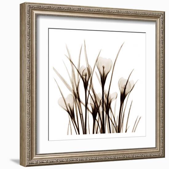 Crocus Sienna-Albert Koetsier-Framed Art Print