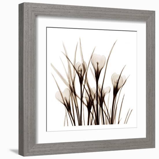 Crocus Sienna-Albert Koetsier-Framed Art Print