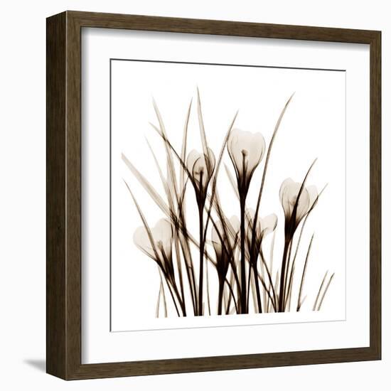 Crocus Sienna-Albert Koetsier-Framed Art Print