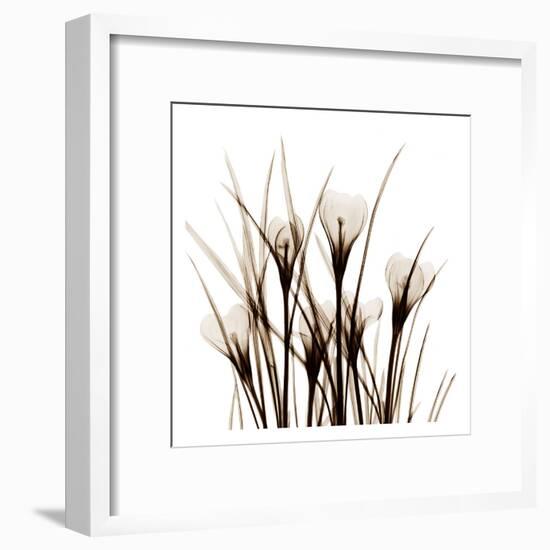 Crocus Sienna-Albert Koetsier-Framed Art Print