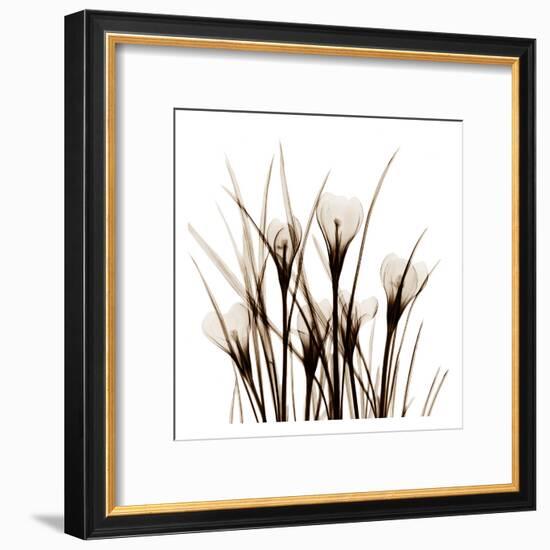 Crocus Sienna-Albert Koetsier-Framed Art Print