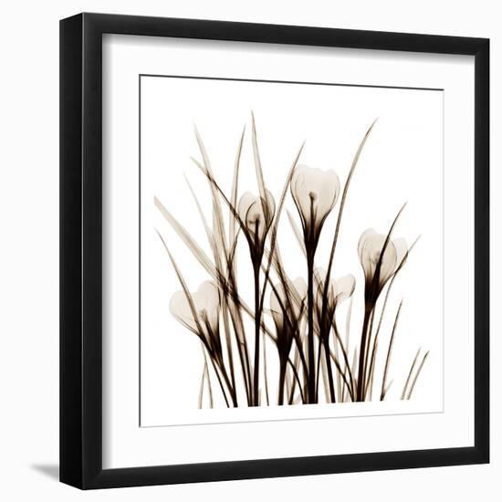 Crocus Sienna-Albert Koetsier-Framed Art Print