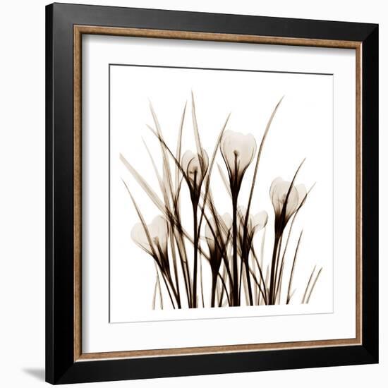 Crocus Sienna-Albert Koetsier-Framed Art Print