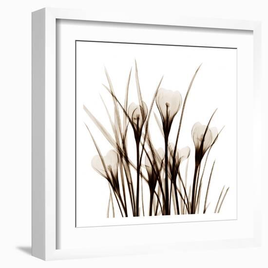 Crocus Sienna-Albert Koetsier-Framed Art Print